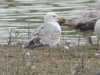 Yellow-legged Gull at Wat Tyler Country Park (Steve Arlow) (79115 bytes)